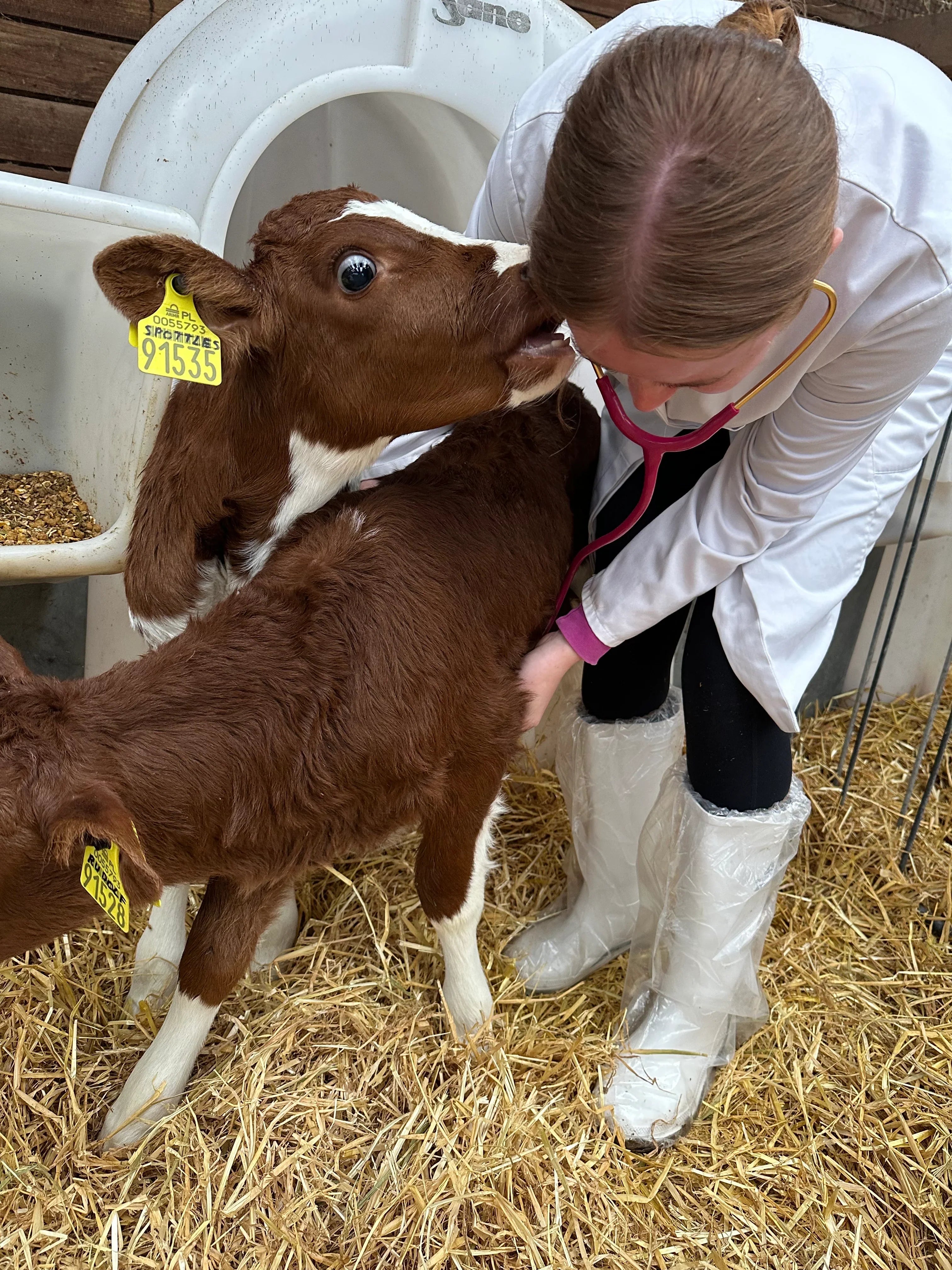 From Donegal to Vet School in Poland: Chaylee’s Real Journey into Veterinary Medicine